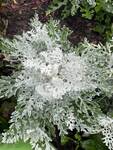 Plant name: Dusty Miller Senecio cineraria 